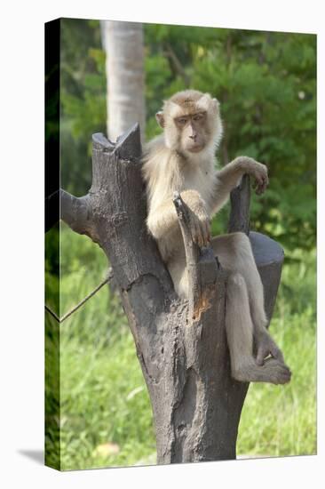 Baby Macaque Monkey, Coconut Plantation, Ko Samui, Thailand-Cindy Miller Hopkins-Stretched Canvas