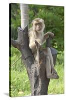 Baby Macaque Monkey, Coconut Plantation, Ko Samui, Thailand-Cindy Miller Hopkins-Stretched Canvas