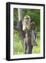 Baby Macaque Monkey, Coconut Plantation, Ko Samui, Thailand-Cindy Miller Hopkins-Framed Photographic Print