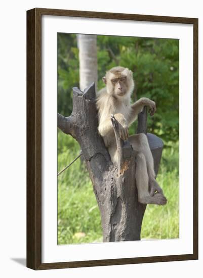 Baby Macaque Monkey, Coconut Plantation, Ko Samui, Thailand-Cindy Miller Hopkins-Framed Photographic Print