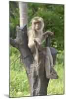 Baby Macaque Monkey, Coconut Plantation, Ko Samui, Thailand-Cindy Miller Hopkins-Mounted Photographic Print