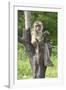 Baby Macaque Monkey, Coconut Plantation, Ko Samui, Thailand-Cindy Miller Hopkins-Framed Photographic Print