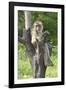 Baby Macaque Monkey, Coconut Plantation, Ko Samui, Thailand-Cindy Miller Hopkins-Framed Photographic Print