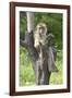 Baby Macaque Monkey, Coconut Plantation, Ko Samui, Thailand-Cindy Miller Hopkins-Framed Photographic Print