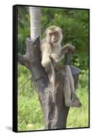 Baby Macaque Monkey, Coconut Plantation, Ko Samui, Thailand-Cindy Miller Hopkins-Framed Stretched Canvas