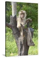 Baby Macaque Monkey, Coconut Plantation, Ko Samui, Thailand-Cindy Miller Hopkins-Stretched Canvas