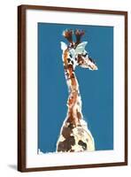 Baby Masai Giraffe, 2018,-Mark Adlington-Framed Giclee Print