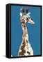 Baby Masai Giraffe, 2018,-Mark Adlington-Framed Stretched Canvas