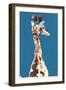 Baby Masai Giraffe, 2018,-Mark Adlington-Framed Giclee Print