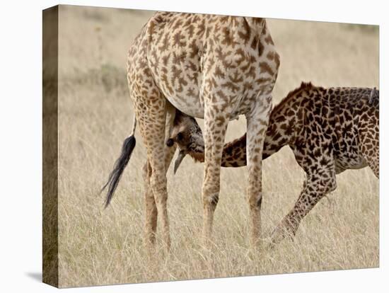 Baby Masai Giraffe Nursing, Masai Mara National Reserve-James Hager-Stretched Canvas