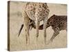 Baby Masai Giraffe Nursing, Masai Mara National Reserve-James Hager-Stretched Canvas