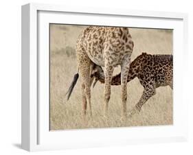 Baby Masai Giraffe Nursing, Masai Mara National Reserve-James Hager-Framed Photographic Print