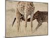 Baby Masai Giraffe Nursing, Masai Mara National Reserve-James Hager-Mounted Photographic Print