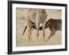 Baby Masai Giraffe Nursing, Masai Mara National Reserve-James Hager-Framed Photographic Print