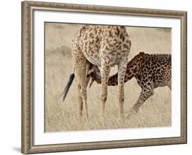 Baby Masai Giraffe Nursing, Masai Mara National Reserve-James Hager-Framed Photographic Print