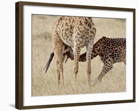 Baby Masai Giraffe Nursing, Masai Mara National Reserve-James Hager-Framed Photographic Print