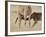 Baby Masai Giraffe Nursing, Masai Mara National Reserve-James Hager-Framed Photographic Print