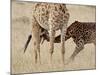 Baby Masai Giraffe Nursing, Masai Mara National Reserve-James Hager-Mounted Photographic Print