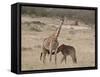 Baby Masai Giraffe Nursing, Masai Mara National Reserve-James Hager-Framed Stretched Canvas