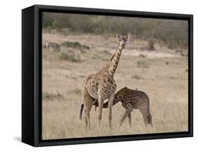 Baby Masai Giraffe Nursing, Masai Mara National Reserve-James Hager-Framed Stretched Canvas