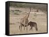 Baby Masai Giraffe Nursing, Masai Mara National Reserve-James Hager-Framed Stretched Canvas