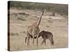 Baby Masai Giraffe Nursing, Masai Mara National Reserve-James Hager-Stretched Canvas