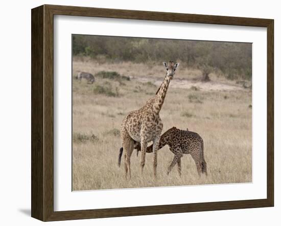 Baby Masai Giraffe Nursing, Masai Mara National Reserve-James Hager-Framed Photographic Print