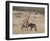 Baby Masai Giraffe Nursing, Masai Mara National Reserve-James Hager-Framed Photographic Print