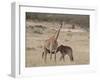 Baby Masai Giraffe Nursing, Masai Mara National Reserve-James Hager-Framed Photographic Print