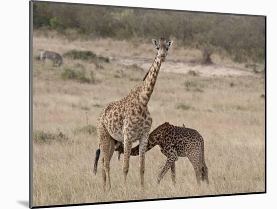 Baby Masai Giraffe Nursing, Masai Mara National Reserve-James Hager-Mounted Photographic Print