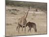 Baby Masai Giraffe Nursing, Masai Mara National Reserve-James Hager-Mounted Photographic Print