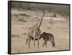 Baby Masai Giraffe Nursing, Masai Mara National Reserve-James Hager-Framed Photographic Print