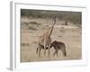 Baby Masai Giraffe Nursing, Masai Mara National Reserve-James Hager-Framed Photographic Print