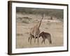 Baby Masai Giraffe Nursing, Masai Mara National Reserve-James Hager-Framed Photographic Print