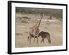 Baby Masai Giraffe Nursing, Masai Mara National Reserve-James Hager-Framed Photographic Print
