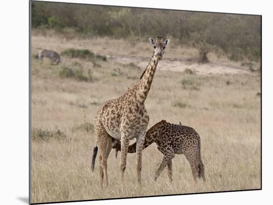 Baby Masai Giraffe Nursing, Masai Mara National Reserve-James Hager-Mounted Photographic Print