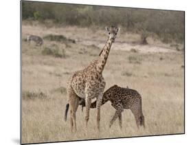 Baby Masai Giraffe Nursing, Masai Mara National Reserve-James Hager-Mounted Photographic Print