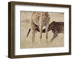 Baby Masai Giraffe Nursing, Masai Mara National Reserve-James Hager-Framed Photographic Print