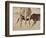 Baby Masai Giraffe Nursing, Masai Mara National Reserve-James Hager-Framed Photographic Print