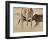 Baby Masai Giraffe Nursing, Masai Mara National Reserve-James Hager-Framed Photographic Print