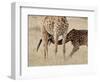 Baby Masai Giraffe Nursing, Masai Mara National Reserve-James Hager-Framed Photographic Print