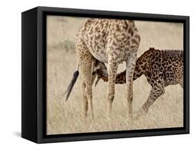 Baby Masai Giraffe Nursing, Masai Mara National Reserve-James Hager-Framed Stretched Canvas