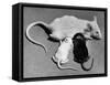 Baby Mice Suckling Off their Mother-null-Framed Stretched Canvas