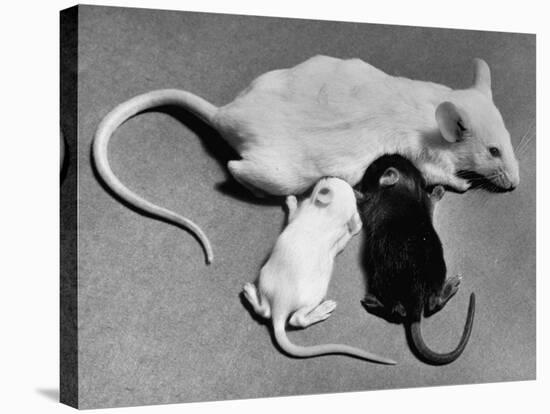 Baby Mice Suckling Off their Mother-null-Stretched Canvas