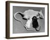 Baby Mice Suckling Off their Mother-null-Framed Photographic Print
