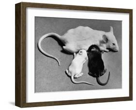 Baby Mice Suckling Off their Mother-null-Framed Photographic Print
