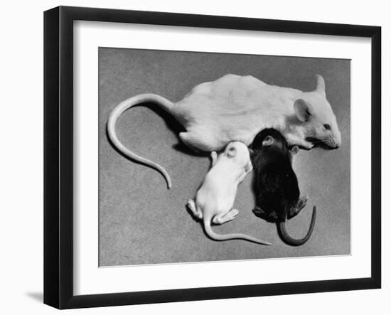 Baby Mice Suckling Off their Mother-null-Framed Photographic Print