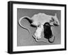 Baby Mice Suckling Off their Mother-null-Framed Photographic Print