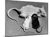 Baby Mice Suckling Off their Mother-null-Mounted Photographic Print