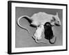 Baby Mice Suckling Off their Mother-null-Framed Photographic Print